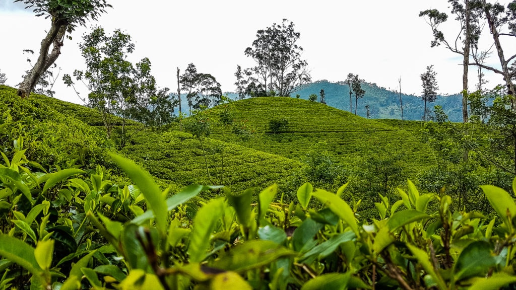 Teeplantage Ella - Sri Lanka