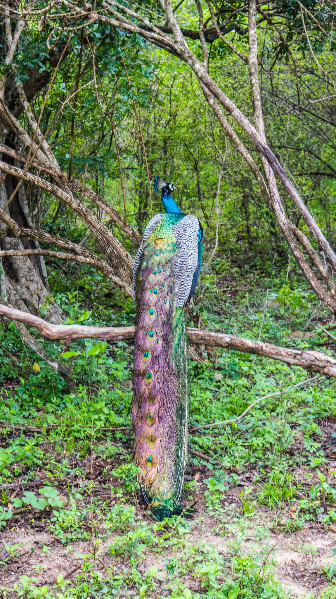 Pfau im Yala Nationalpark in Tissa - Sri Lanka
