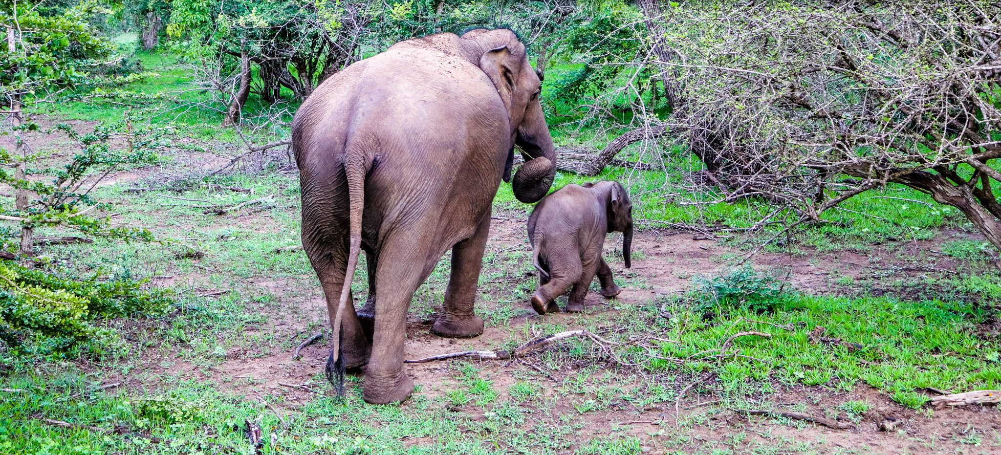 Elefanten im Yala Nationalpark in Tissa - Sri Lanka